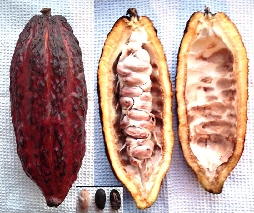 Fruto de cacau aberto, revelando suas sementes e a matéria em seu interior
